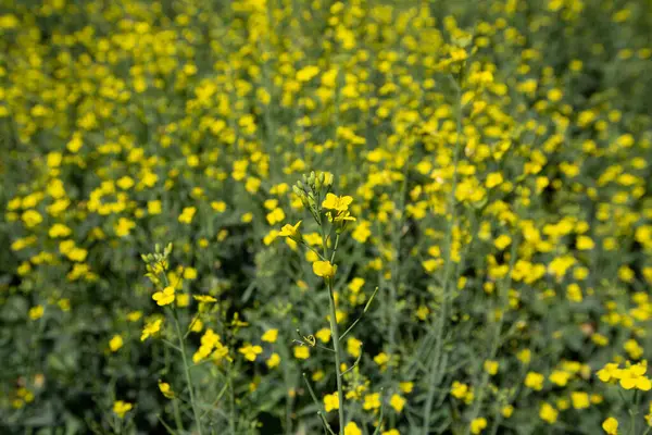 フィールド上の黄色の菜の花 冬のレイプだ 晴れた夏の日の冬の強姦のフィールド — ストック写真