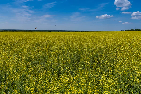 Fleurs Colza Jaune Sur Terrain Viol Hiver Fleurs Champ Viol — Photo