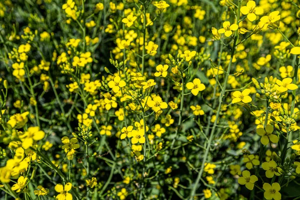 Close Image Golden Yellow Canola Plant Full Bloom — Stock Photo, Image