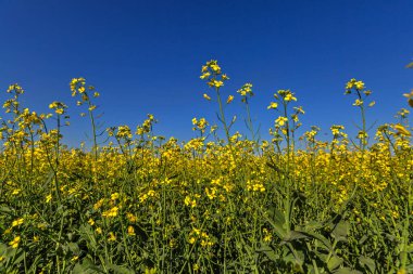 Sarı kolza tohumu çiçekleri tarlada. Lanet olası kış tecavüzü. Güneşli bir yaz gününde tecavüz.