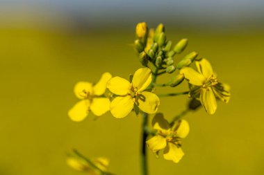 Çiçek açmış sarı bir kanola bitkisinin yakın plan görüntüsü.