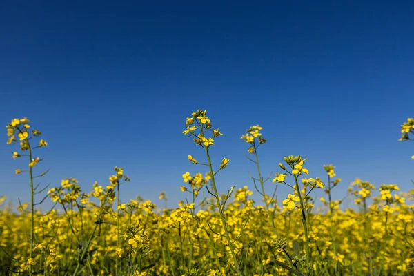 Uma Imagem Perto Uma Planta Canola Amarela Dourada Plena Floração — Fotografia de Stock