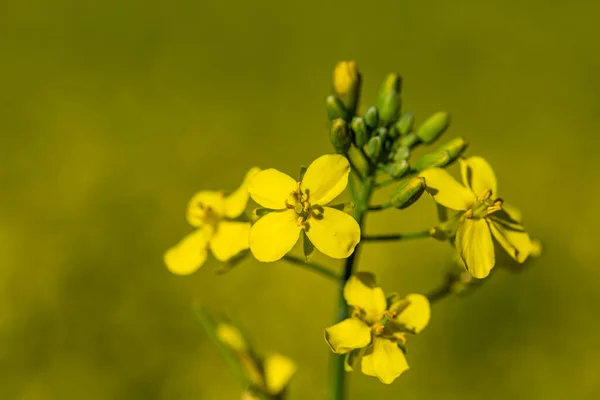Zbliżenie Wizerunek Złotej Żółtej Canola Roślina Pełnym Kwiecie — Zdjęcie stockowe