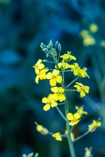 Zbliżenie Wizerunek Złotej Żółtej Canola Roślina Pełnym Kwiecie — Zdjęcie stockowe