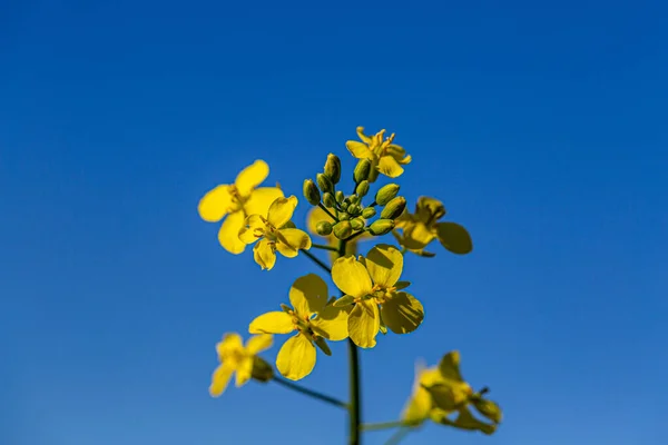 Close Image Golden Yellow Canola Plant Full Bloom — Stock Photo, Image