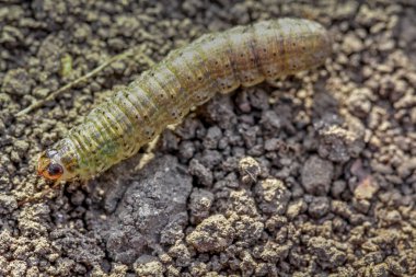 Kış böceği haşere (Agrotis segetum)