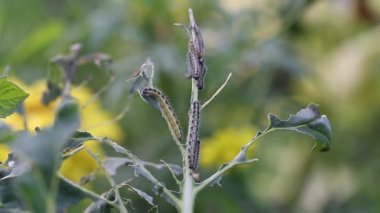 Lahananın tırtıl larvaları lahana yapraklarını yiyen beyaz kelebek.