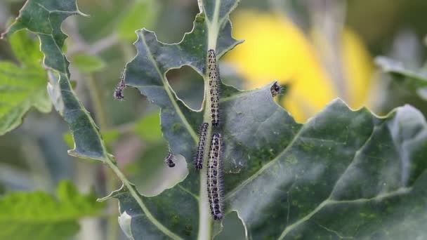 Larvas Lagarta Repolho Borboleta Branca Comendo Folhas Repolho — Vídeo de Stock