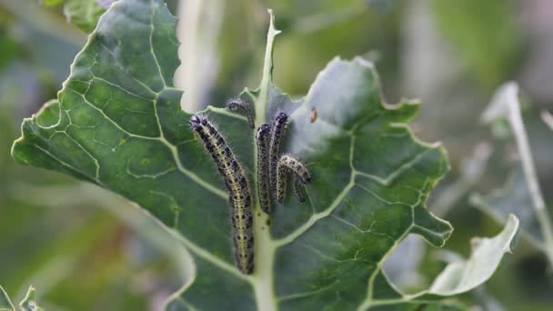 Larvas Lagarta Repolho Borboleta Branca Comendo Folhas Repolho — Vídeo de Stock