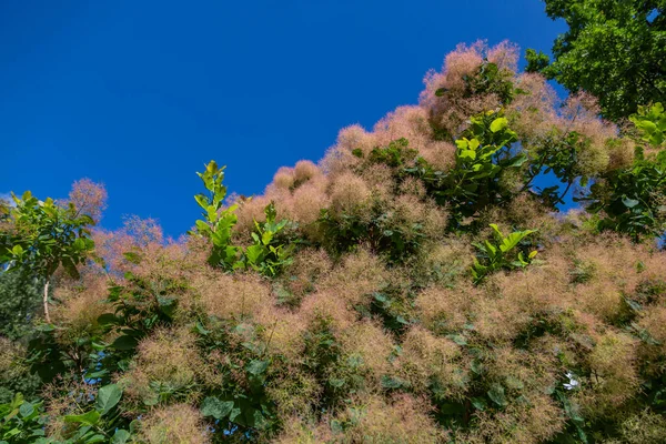 Sumach Veneziano Smoketree Cotinus Coggygria Rhus Cotinus Fioritura — Foto Stock