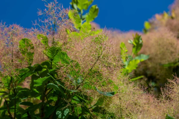 Benátský Sumach Uzený Cotinus Coggygria Rhus Cotinus Kvetoucí — Stock fotografie