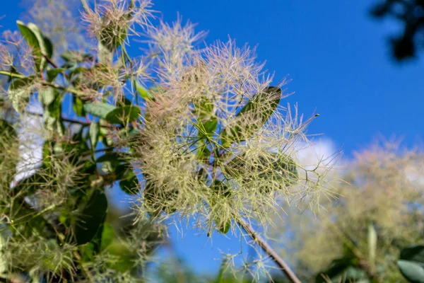 Venezianischer Sumach Räucherbaum Cotinus Coggygria Rhus Cotinus Blühend — Stockfoto