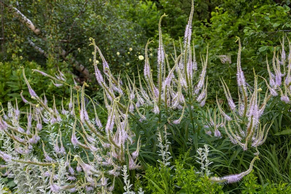 Veronicastrum Virginicum Pink Glow Garden — Stock Photo, Image