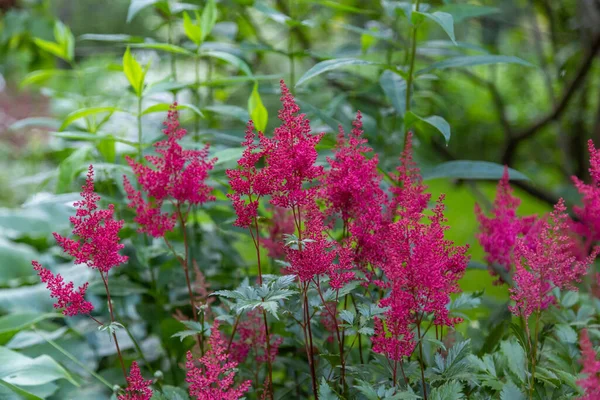 Astilbe chinensis çiçekleri bahçede açar.