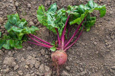 Yerden yeni kazılmış bir pancar. 