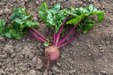 Yerden yeni kazılmış bir pancar. 