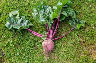 Yerden yeni kazılmış bir pancar. 