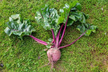 Yerden yeni kazılmış bir pancar. 