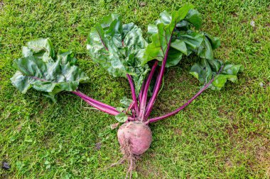 Yerden yeni kazılmış bir pancar. 