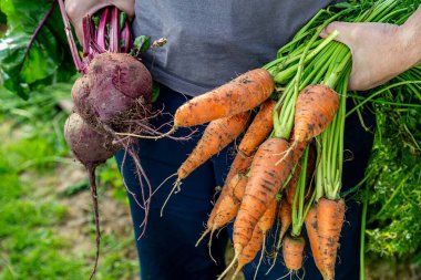 Elinde taze sebzeler, turuncu havuçlar ve pancar tutan bir adam.
