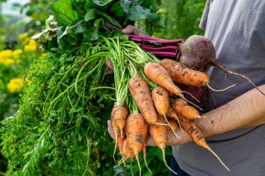 Elinde taze sebzeler, turuncu havuçlar ve pancar tutan bir adam.