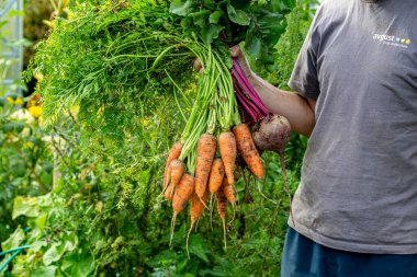 Elinde taze sebzeler, turuncu havuçlar ve pancar tutan bir adam.