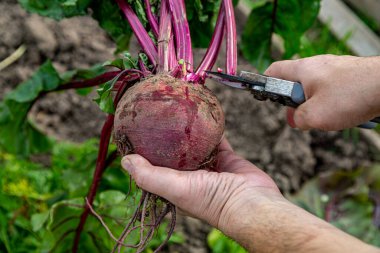 Masa pancarının üstünü kesmek için el makası.