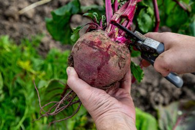 Masa pancarının üstünü kesmek için el makası.