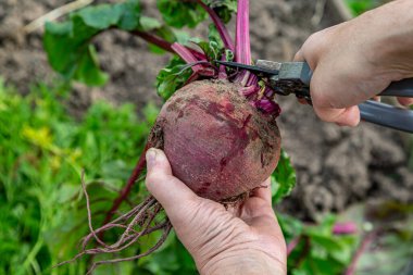 Masa pancarının üstünü kesmek için el makası.