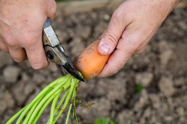 Meyve bahçesinden taze havuç kabukları. (Yakın plan)