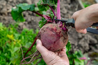 Masa pancarının üstünü kesmek için el makası.