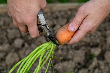 Meyve bahçesinden taze havuç kabukları. (Yakın plan)