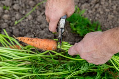 Meyve bahçesinden taze havuç kabukları. (Yakın plan)
