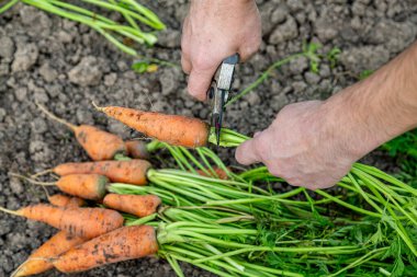 Meyve bahçesinden taze havuç kabukları. (Yakın plan)