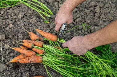Meyve bahçesinden taze havuç kabukları. (Yakın plan)