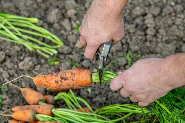 Meyve bahçesinden taze havuç kabukları. (Yakın plan)