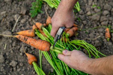 Meyve bahçesinden taze havuç kabukları. (Yakın plan)