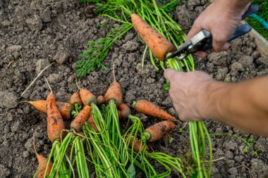 Meyve bahçesinden taze havuç kabukları. (Yakın plan)