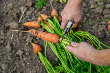 Meyve bahçesinden taze havuç kabukları. (Yakın plan)
