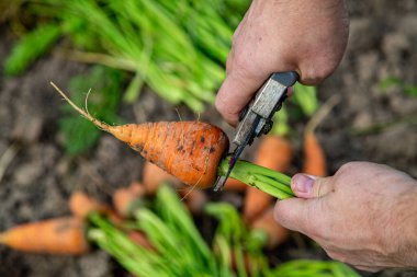 Meyve bahçesinden taze havuç kabukları. (Yakın plan)