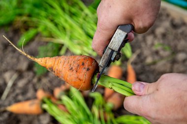 Meyve bahçesinden taze havuç kabukları. (Yakın plan)