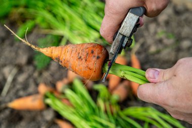Meyve bahçesinden taze havuç kabukları. (Yakın plan)