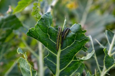 Lahananın tırtıl larvaları lahana yapraklarını yiyen beyaz kelebek.