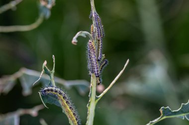 Lahananın tırtıl larvaları lahana yapraklarını yiyen beyaz kelebek.