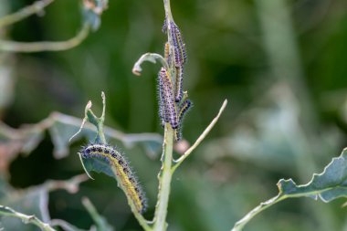 Lahananın tırtıl larvaları lahana yapraklarını yiyen beyaz kelebek.