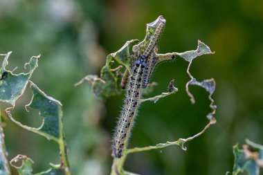 Lahananın tırtıl larvaları lahana yapraklarını yiyen beyaz kelebek.