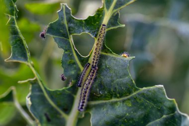 Lahananın tırtıl larvaları lahana yapraklarını yiyen beyaz kelebek.
