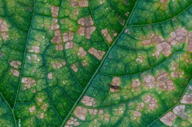 Küflü, küflü salatalık küflü.