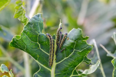 Lahananın tırtıl larvaları lahana yapraklarını yiyen beyaz kelebek.