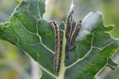 Lahananın tırtıl larvaları lahana yapraklarını yiyen beyaz kelebek.